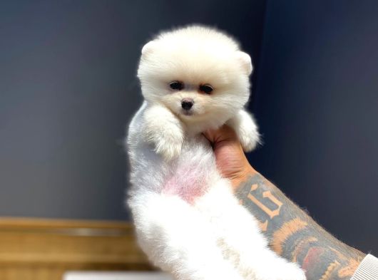 Ayı Surat Pomeranian Boo Yavrularım Yuva Arıyor