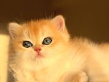Yarışma Standartlarında British Shorthair