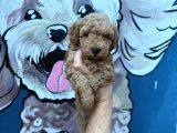 minik poodle yavrularımız yeni ailelerini bekliyor