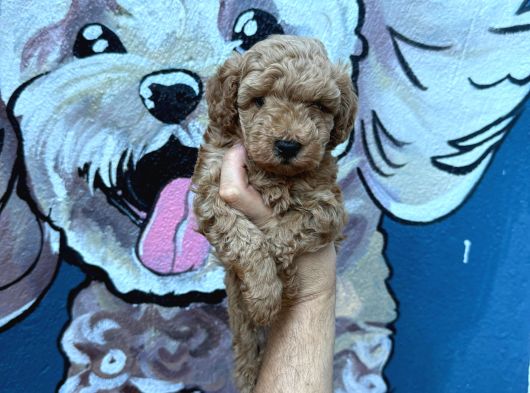 Minik Poodle Yavrularımız Yeni Ailelerini Bekliyor