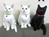 BRITISH SHORTHAİR ERKEK DİŞİ YAVRULARIMIZ
