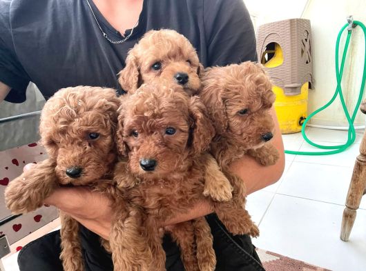 Toy Poodle Çi̇kolatalarim