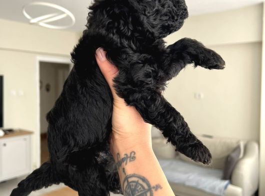 Silver Poodle Yavrular görsel