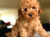 Toy poodle ırk ve sağlık garantili yavrular