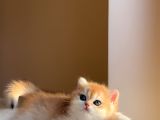 Yarışma Standartlarında British Shorthair