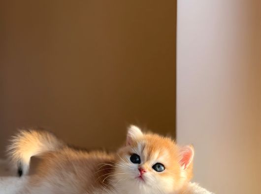 Yarışma Standartlarında British Shorthair görsel