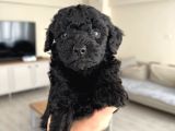 SILVER Poodle yavrular