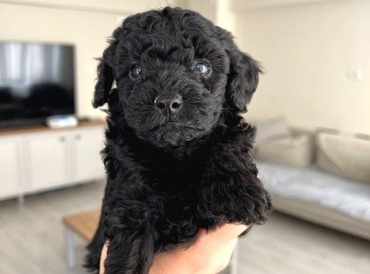 Silver Poodle Yavrular