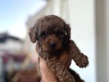 Toy Poodle Çi̇kolatalarim