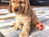 GELİP CANLI GÖREBİLECEĞİNİZ COCKER BEBEKLER