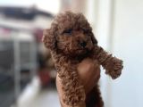 Toy Poodle Çi̇kolatalarim