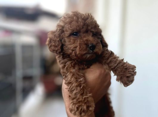 Toy Poodle Çi̇kolatalarim görsel