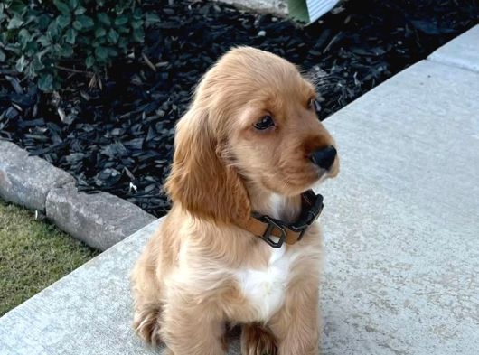Geli̇p Canli Görebi̇leceği̇ni̇z Cocker Bebekler görsel