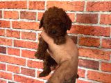 A Kalite Redbrown Poodle
