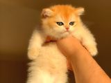 Yarışma Standartlarında British Shorthair