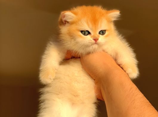 Yarışma Standartlarında British Shorthair görsel