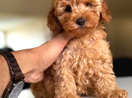 Toy Poodle Irk Ve Sağlık Garantili Yavrular görsel