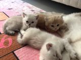 Aşırı Güzel Cins Uzun Ve Kısa Tüylü Yavrularım