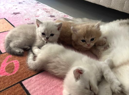 Aşırı Güzel Cins Uzun Ve Kısa Tüylü Yavrularım görsel