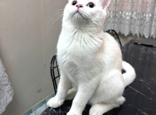 Çok Uygun  Aşili 4 Aylik Çok Sevecen Erkek Yavrumuz görsel