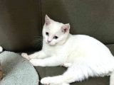 Çok Uygun  Aşili 4 Aylik Çok Sevecen Erkek Yavrumuz