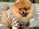 Pamuk şekeri tadında