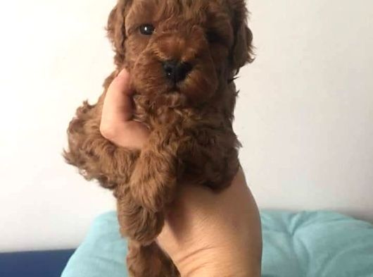 Toy Poodle Yavru Mama Ve Malzeme Kampanyalı görsel