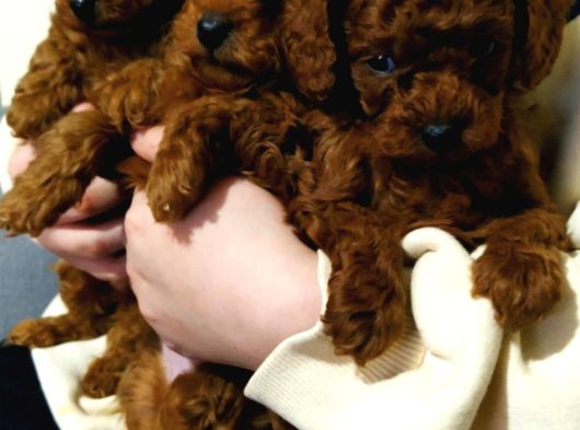 Toy Poodle Yavru Mama Ve Malzeme Kampanyalı