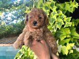Toy Poodle Yavru Mama Ve Malzeme Kampanyalı