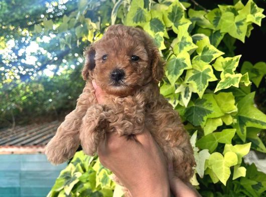 Toy Poodle Yavru Mama Ve Malzeme Kampanyalı görsel