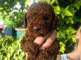 Toy Poodle Yavru Mama Ve Malzeme Kampanyalı