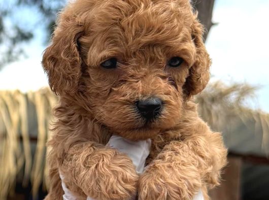 Toy Poodle Yavru Mama Ve Malzeme Kampanyalı görsel