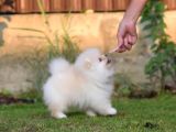 Show Pomeranian Boo Teddy Bear Yavrularımız Ailesini Arıyor