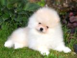 Show Pomeranian Boo Teddy Bear Yavrularımız Ailesini Arıyor