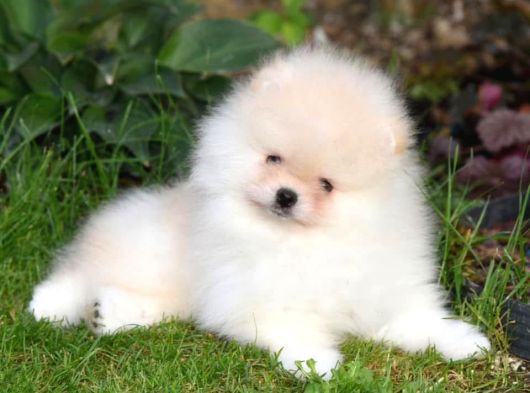 Show Pomeranian Boo Teddy Bear Yavrularımız Ailesini Arıyor