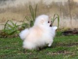 Show Pomeranian Boo Teddy Bear Yavrularımız Ailesini Arıyor