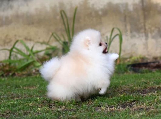 Show Pomeranian Boo Teddy Bear Yavrularımız Ailesini Arıyor görsel