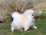 Show Pomeranian Boo Teddy Bear Yavrularımız Ailesini Arıyor