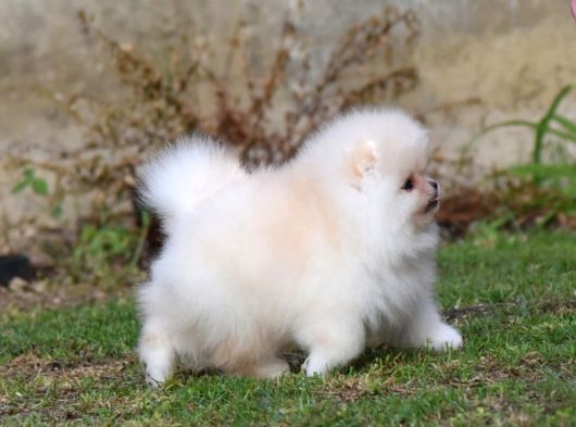 Show Pomeranian Boo Teddy Bear Yavrularımız Ailesini Arıyor görsel