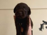 Safkan Şampanyasafkan Şampanya Ve Çikolata Labrador Yavrular