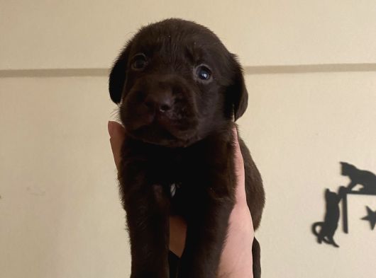 Safkan Şampanyasafkan Şampanya Ve Çikolata Labrador Yavrular görsel