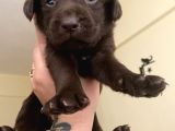 Safkan Şampanyasafkan Şampanya Ve Çikolata Labrador Yavrular