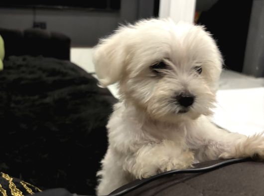 Orjinal A Kalite Maltes Terrier Büyümüyen Irk görsel