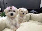 Orjinal A Kalite Maltes Terrier Büyümüyen Irk