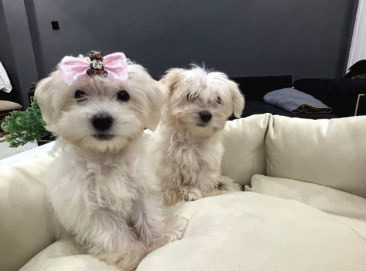 Orjinal A Kalite Maltes Terrier Büyümüyen Irk görsel