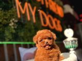 Teacup Poodle Yavrular