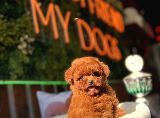 Teacup Poodle Yavrular görsel