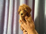 A Kalite Poodle Yavrularımız