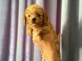 A Kalite Poodle Yavrularımız