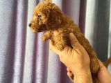 A Kalite Poodle Yavrularımız
